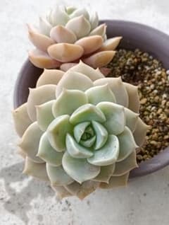 多肉植物 エケベリア 中型 抜き苗のサムネイル