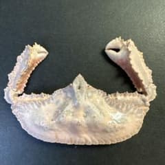 希少生物！？　蟹　カニ　剥製　標本　カワリヒシガニ　ヒシガニ系　甲殻類　自然 希少生物！？ 蟹 カニ 剥製 標本 カワリヒシガニ ヒシガニ系 甲殻類
