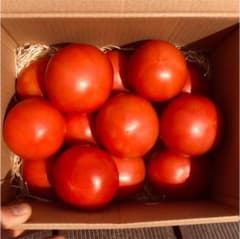 樹上でポッと　あか〜く熟れた　トマト(2kg) 大きさお任せのサムネイル