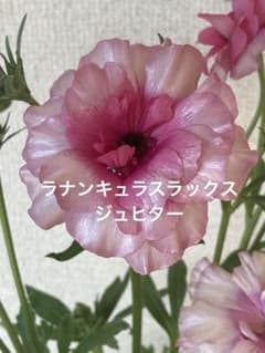 ラナンキュラスラックス ジュピター 苗 - メルカリ