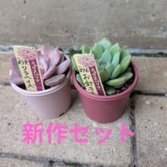 新作2個セット おらいさん苗 ミックスベリア リラヘイズ＆お針子さん