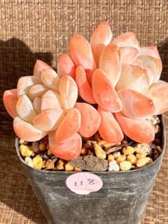 多肉植物 エケベリア⭐️シモカ 双頭 抜き苗⭐️No118 - メルカリ