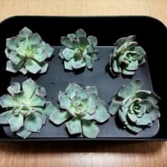 多肉植物☆難あり☆　ストリクチフローラノヴァ　６個　セットのサムネイル