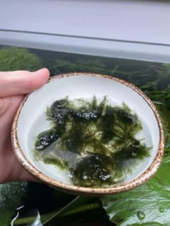 ウォーターフェザーのサムネイル