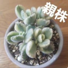 熊童子錦 コチレドン モケモケ 多肉植物 人気 熊 斑入り - メルカリ