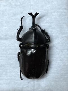 上甑島 カブトムシ1♂ 標本 - メルカリ