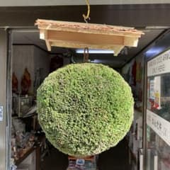 杉玉【屋根付き】③ - メルカリ