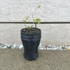 オペルクリカリア パキプス 実生 鉢植え 鉢ごと発送⭕️ 4のサムネイル