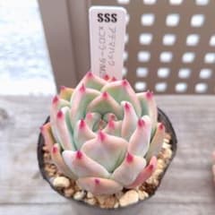 アテマハック×コロラータ(M25×51) SSS苗 札付き - メルカリ