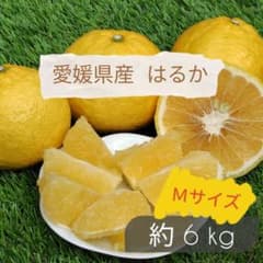 이번 시즌 최종 [에히메 현산] 하루카 가정용 M 사이즈 6kg