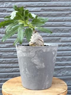コーデックス：プテロディスクス スペシオーサス*塊根幅3cm