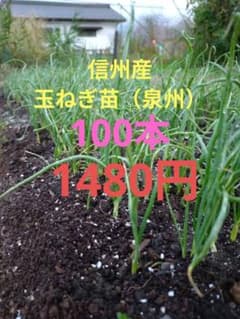 玉ねぎ苗のサムネイル