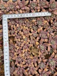 多肉植物秋麗。カット苗10個のサムネイル