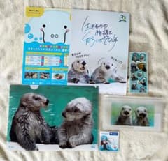 鳥羽水族館 ラッコ メイ キラ 4点セット 70周年チラシ 案内チラシ