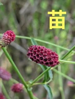 ワレモコウの苗のサムネイル