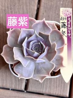 美苗　熟株　ミックスベリア 藤紫 おらいさん 根付き苗　プレステラ90