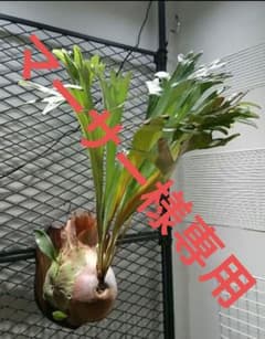 値段交渉可】ビカクシダ／P.Majus Mera Mera／子株 - メルカリ