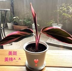 美斑 美株 カラテア ストロマンテトリオスター 白斑入り 抜き苗 - メルカリ