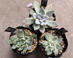 23日朝迄】多肉エケベリア43.優木園 黒札命名株 桃くま／ジョンジョ