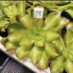 78 #観葉植物アエオニウム❤️サラダボール中斑錦❤️大頭10cm 拔き苗