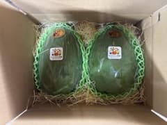 たけちゃん農園　初めての青パパイヤセット　1.5kg▶︎2〜３玉【熊本県産】のサムネイル