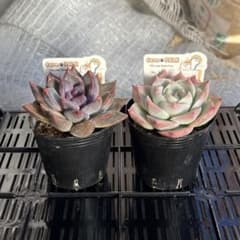 メルカリ便！札付き farmPALKファームパルク パルスノー 吉影紫吹 1