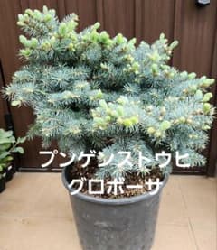 大型 プンゲンストウヒ グラウカグロボーサ ポット鉢植え 苗木 レア