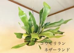 超メルカリ割★コウモリラン　ネザーランドの苔玉ハンギング★最優良株★在庫2点★のサムネイル