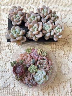 エケベリア寄せ植えセット★ローシン多頭プラグ苗6苗+カット苗セットのサムネイル