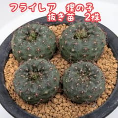 フライレア　狸の子　実生　☆　抜き苗　2株のサムネイル