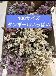 スターチスドライフラワー　Ａ花材のサムネイル