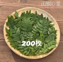 山椒の葉　アゲハ蝶　無農薬　200枚以上のサムネイル