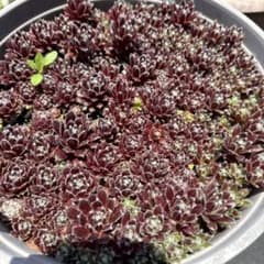センペビウムのサムネイル