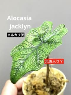 元斑入り✨】アロカシア ジャックリン ジャクリン 希少 レア 人気
