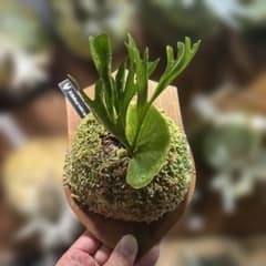 8*0様 ビカクシダ　リドレイ　ワイルド　スポア　コウモリラン　小株 8*0様 ビカクシダ リドレイ ワイルド スポア コウモリラン 小株 - メルカリ