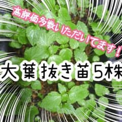 大葉 抜き苗 5株セット 安心の無農薬✨のサムネイル