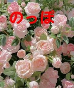 のっぽのサムネイル