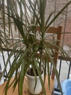 ドラセナ コンシンネ 観葉植物のサムネイル