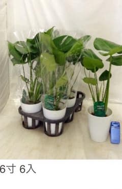 モンステラのサムネイル