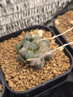 ハオルチアオブツーサ 水中月錦多肉植物 観葉植物のサムネイル