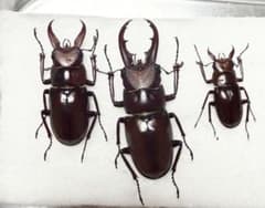 標本　野外品　オキノエラブノコギリクワガタ　3♂のサムネイル