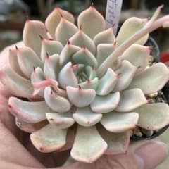 多肉植物 ピンクザラゴーサ 抜き苗 - メルカリ