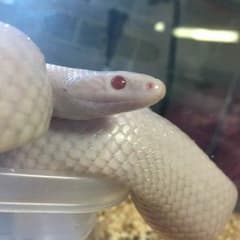 白蛇のサムネイル