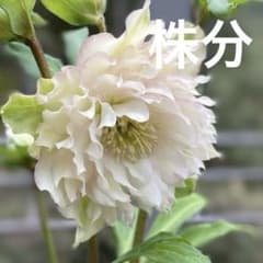 広瀬園芸 クリスマスローズ ホワイト系ダブル ピコ 株分 - メルカリ