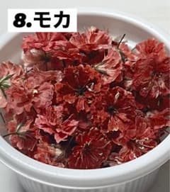 かすみ草のサムネイル