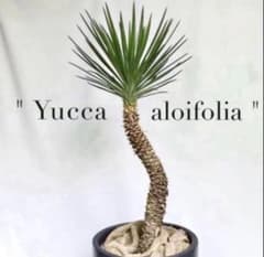 ✴︎Hot✴︎ Aloifolia ✴︎ユッカアロイフォリア ドライガーデン