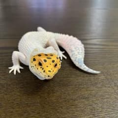 レオパードゲッコー フィギュア 一番クジ　ヒョウモントカゲモドキのサムネイル