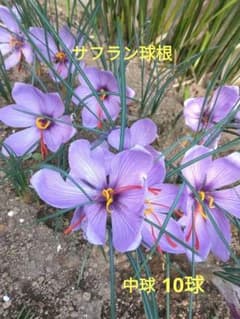 サフラン球根 【球周8㎝】中球10球のサムネイル