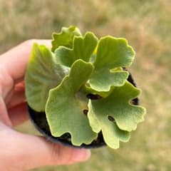 P.ridleyi dwarf silver 3904 - メルカリ