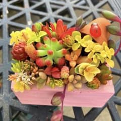 そのまま飾れる多肉植物寄せ植え こぼれ鉢 管理書付き - メルカリ